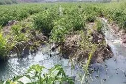 خطرات آبیاری سبزیجات با فاضلاب