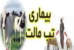 چینی های فاجعه آفرین| این بار تب مالت!