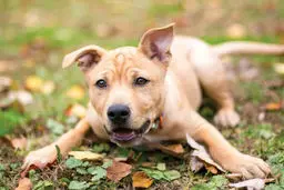 دلیل ازدواج دختر هندی با سگ مشخص شد!+عکس 