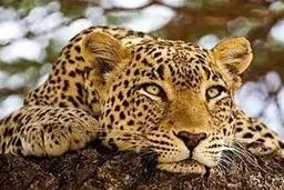 لحظات زنده‌گیری یک پلنگ با کمترین امکانات+ویدئو 