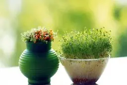 روش درست کردن سبزه عید فوری  | کدام دانه ها زودتر سبز می شوند؟