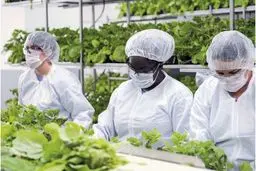 
واکسن گیاهی کرونا تولید کردیم / این واکسن ۷۱ درصد اثرگذار است
