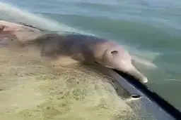 خستگی در کنید با دیدن این صحنه + ویدئو