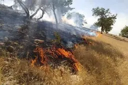  آتش سوزی گسترده درجنگلها و مراتع پیچاب باشت