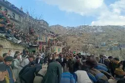 جزئیات خبر سقوط مهمان پیرشالیار از درخت | قطع درخت گردو جهت جلوگیری از حادثه مشابه +ویدئو سقوط