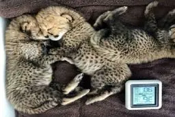 علت اصلی مرگ دومین توله ایران  +ویدئو