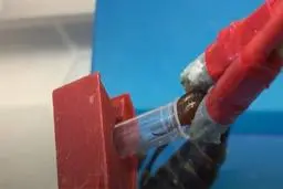 فواید و کاربرد شگفت انگیز زهر عقرب + ویدیو 