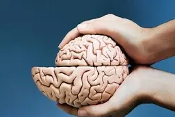 محققان آلمانی : استفاده از پلکان به جای آسانسور به سلامت مغز کمک می‌کند