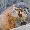 تیموفی، گربه محبوب مسکو کادو تولد دریافت کرد | مسئول باغ وحش مسکو به گربه پالاس ۵ ساله کادو داد +ویدئو