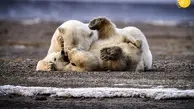 صبر مادرانه خرس قطبی 