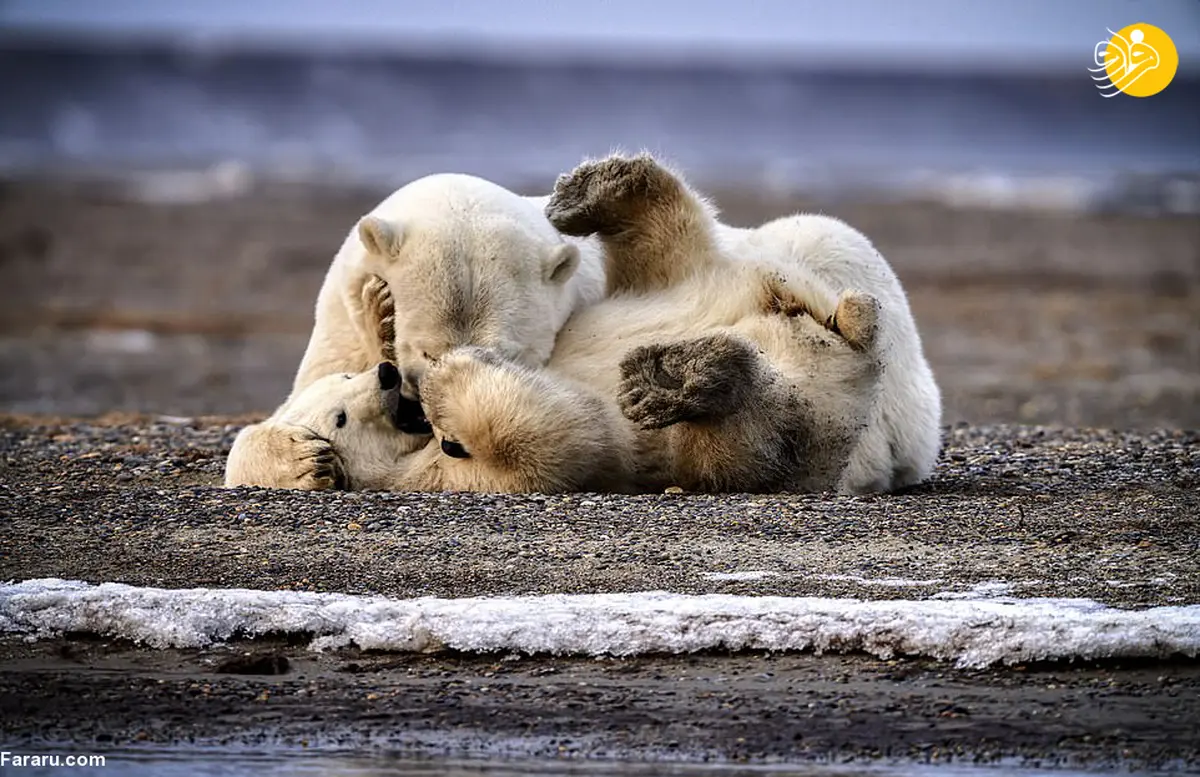 صبر مادرانه خرس قطبی 