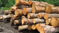 دستگیری ۱۵ نفر از عوامل مرتبط با قطع درختان جنگلی ساری