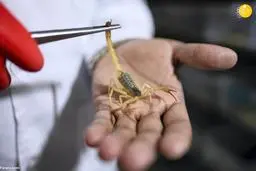 پرورش عقرب؛ زهر عقرب کیلویی یک میلیون دلار! 