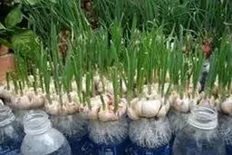 ترفند کاشت سیر در خانه | دیگه از بیرون سیر نخرید + ویدیو 