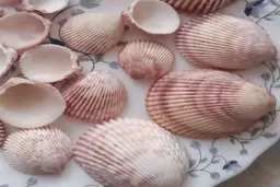 فرار جانور سخت دریایی | حرکات عجیب و شگفت‌آور موجود دریایی کوچک + ویدئو