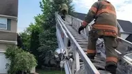 مارمولک غول‌پیکر توسط آتش‌نشان‌ها نجات پیدا کرد!