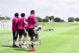 ورود تمساح به زمین تمرین ورزشکاران در تورنتوی کانادا + ویدئو