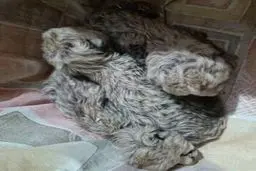 دلیل مرگ توله یوز ایرانی افشا شد | چرا یوز مادر، بچه‌ها را قبول نکرده؟ 