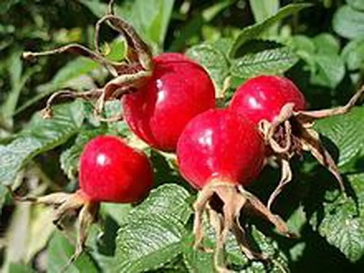 حل مشکلات رحم  و کلیه با میوه گل رز + ویدئو