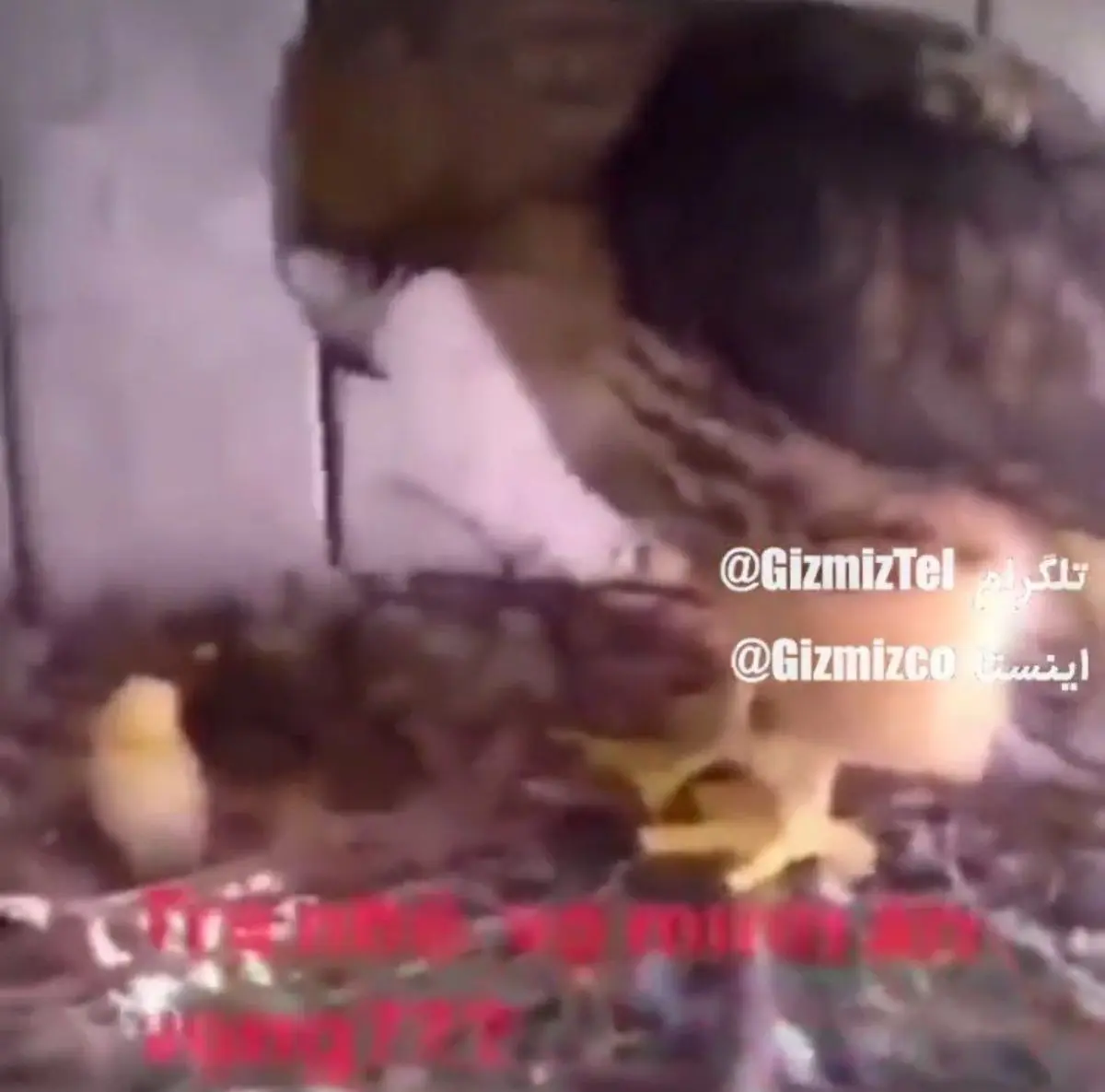 سرکار گذاشتن یک عقاب توسط هم‌وطنان ایرانی! | گذاشتن تخم مرغ در آشیانه عقاب!+ویدئو 
