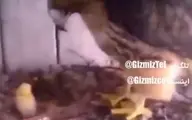 سرکار گذاشتن یک عقاب توسط هم‌وطنان ایرانی! | گذاشتن تخم مرغ در آشیانه عقاب!+ویدئو 