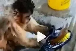  میمون باهوش درحال شستن لباس + ویدئو