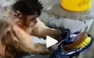  میمون باهوش درحال شستن لباس + ویدئو