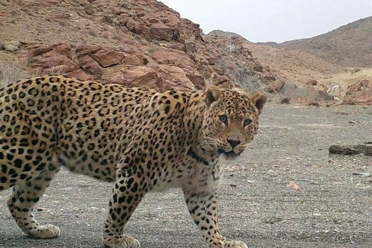 پلنگ ایرانی کاملا در معرض خطر انقراض است!