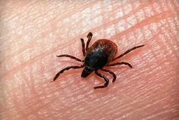 چه علائمی باید برای تب کریمه کنگو جدی گرفته شود؟