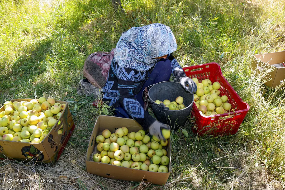 صادرات سیب ایران با حجم 884 هزار و 798 تن  در سال 1399