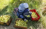 صادرات سیب ایران با حجم 884 هزار و 798 تن  در سال 1399