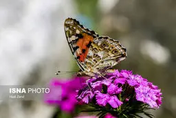 نگران هجوم  پروانه‌ها نباشید! 