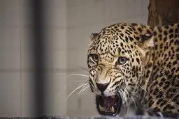 خبر بد | ماده پلنگ ارم تلف شد