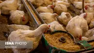 گرانی دوباره قیمت مرغ