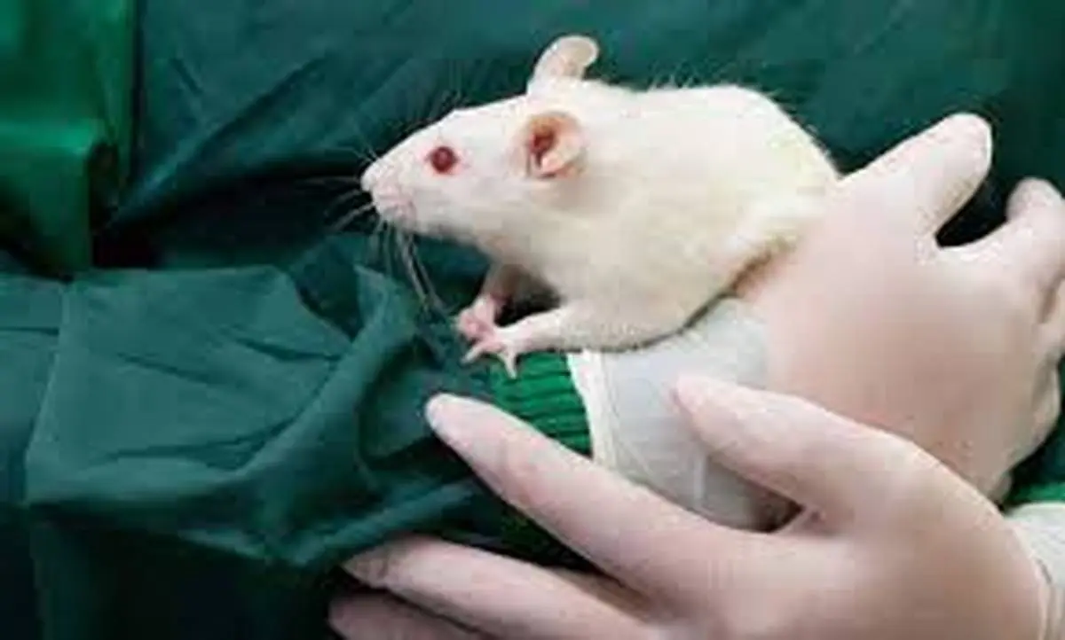 معرفی یک بیماری عجیب | از موش به انسان می رسد