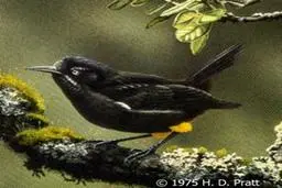 آخرین تلاش‌های پرندۀ Kaua'i 'o'o  برای جفت گیری با جفتی که دیگر وجود ندارد! + ویدئو