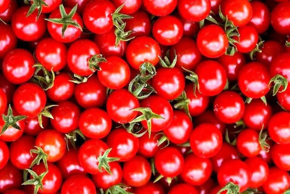 با این روش‌ها گوجه‌فرنگی را به مدت طولانی نگهدارید! | روش‌های نگهداری گوجه‌فرنگی