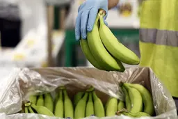 عوارض مرگبار موز برای برخی افراد