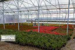 توسعه گلخانه‌ها در سال جهش تولید، اولویت جهاد کشاورزی