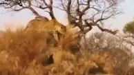 لحظه‌ی شکار گراز وحشی توسط پلنگ+ویدئو 