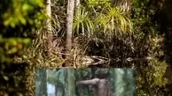 ویدئوی جالب از تنها ترین مرد جهان در جنگل آمازون + ویدئو