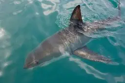 ممنوعیت سراسری عرضه غذای کوسه و سفره‌ماهی | رستوران‌ها و فست‌فودها مشمول ابلاغیه جدید شدند