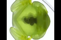 قورباغه هایی که در شب روح می شوند! + عکس