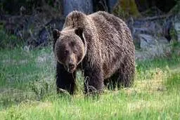 لحظه سیلی زدن یک مرد به خرس گریزلی