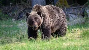 آب‌تنی خرس قهوه‌ای در پارک ملی صیدوای سمنان +ویدیو