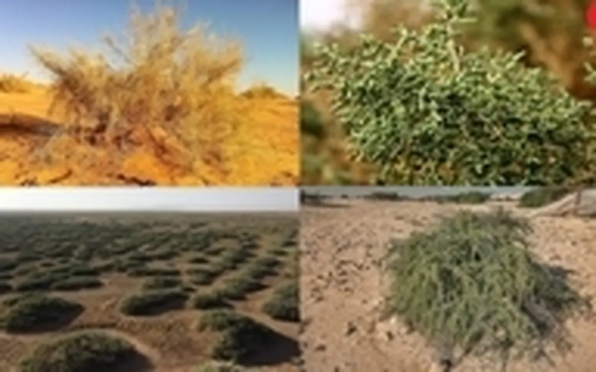 خشکسالی مانع کاشت گیاهان مبارز با ریزگرد شد