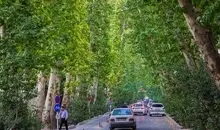 اهمیت تاج‌پوش درختان در طراحی فضای سبز شهری