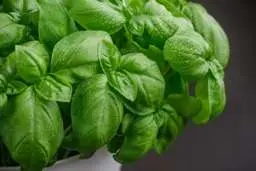 آموزش کاشت و پرورش ریحان در گلدان و باغچه های خانگی | ساده ترین روش کاشت ریحان در خانه 