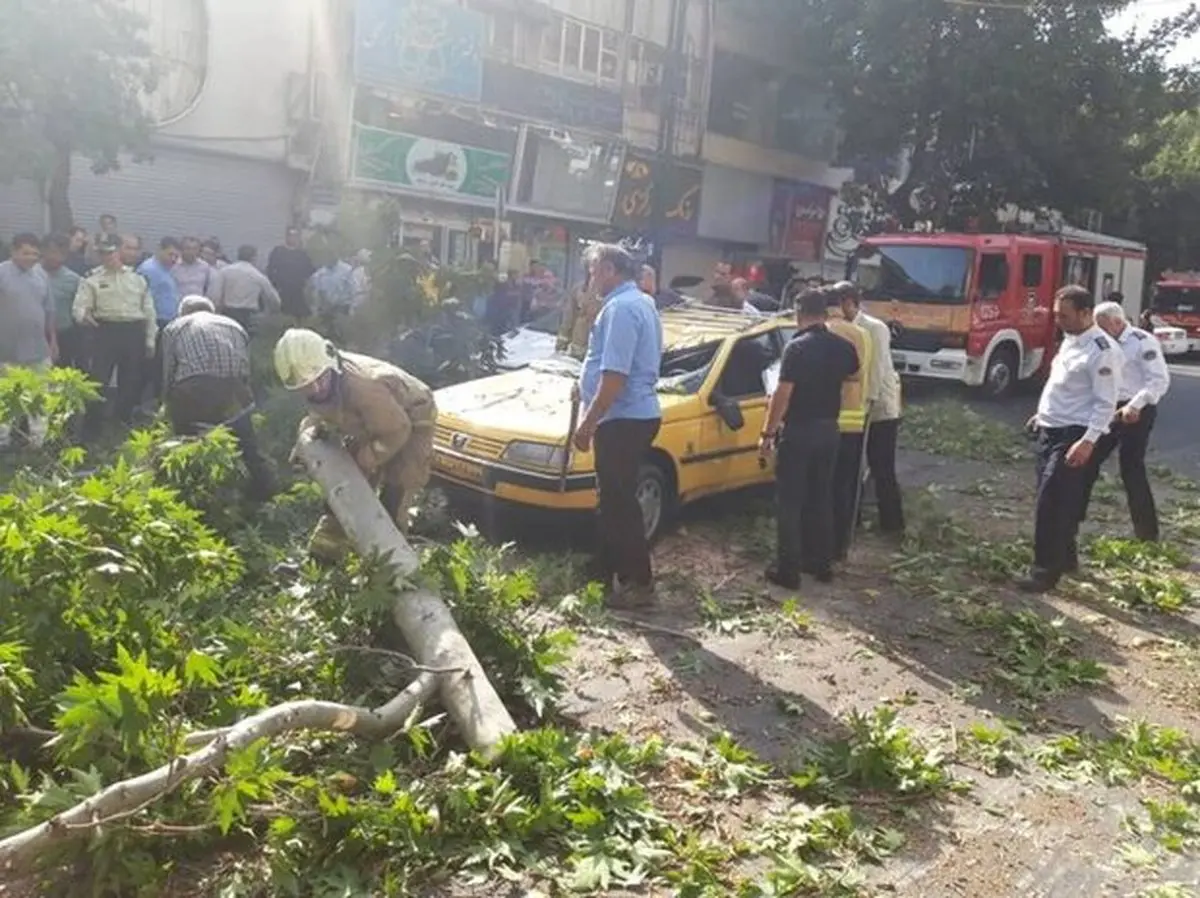مصدوم شدن یک زن بر اثر سقوط درخت در گنبدکاووس