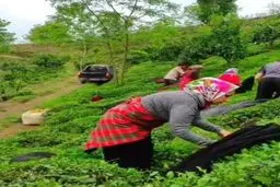 گوشه ای از زحمات چای‌کاران گیلانی | برداشت چای بهاره در گیلان+ویدئو 